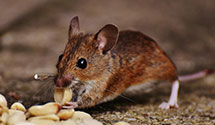 24 Hour & Emergency Exterminators in Andersonville, TN